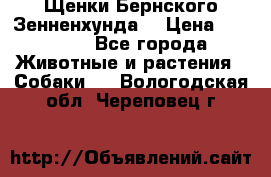 Щенки Бернского Зенненхунда  › Цена ­ 40 000 - Все города Животные и растения » Собаки   . Вологодская обл.,Череповец г.